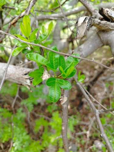 Bursera trimera Bullock 2