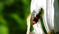 Anthocomus fasciatus