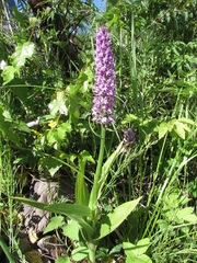 Dactylorhiza sibirica
