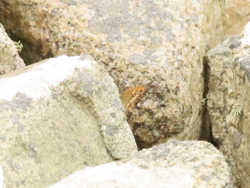 Pyronia tithonus