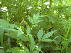 Cardamine macrophylla