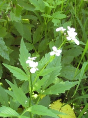 Cardamine macrophylla