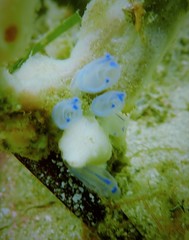 Clavelina australis