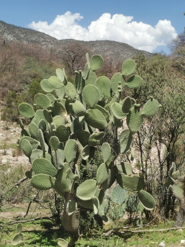 Image of Opuntia leucotricha by (c) M. Socorro González Elizondo, some rights reserved (CC BY-SA)