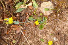 Blackstonia acuminata