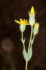Blackstonia acuminata