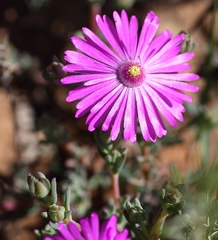 Lampranthus elegans