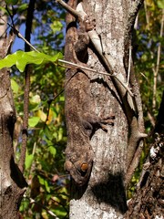 Blaesodactylus boivini