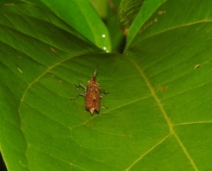 Raphirhinus phosphoreus