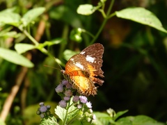 Cethosia luzonica