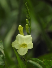 Asystasia gangetica gangetica