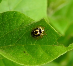 Ischnocodia annulus