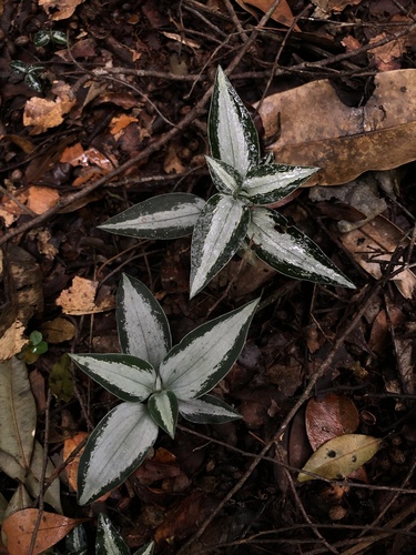 Aspidogyne argentea (Microchilus argenteus)