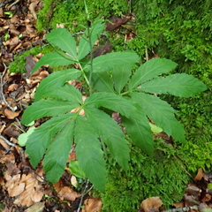 Cardamine heptaphylla
