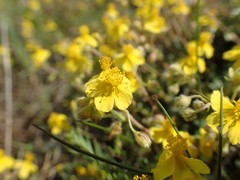 Pseudocistus