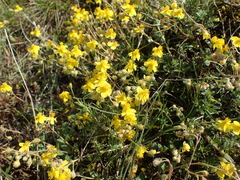 Pseudocistus