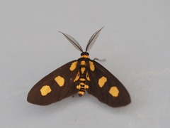 Pseudeuchromia maculifera