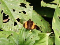 Ancistroides armatus