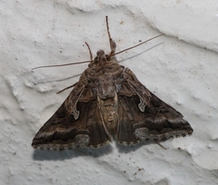 Cornutiplusia circumflexa