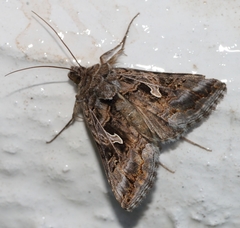 Cornutiplusia circumflexa