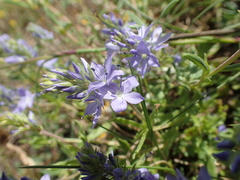 Veronica orsiniana