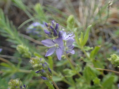Veronica orsiniana