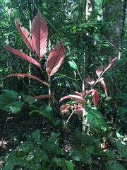 Synima macrophylla