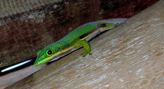 Phelsuma lineata