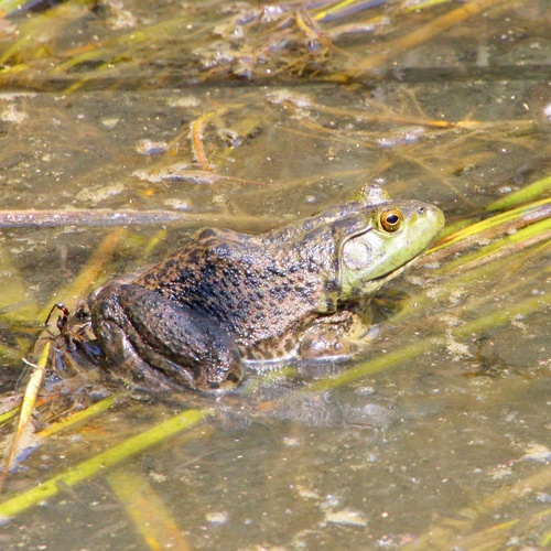 iNaturalist observation photo of American Bullfrog