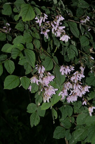 Elegant Desmodium (Sunhangia elegans)