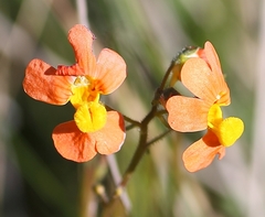 Nemesia pageae
