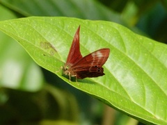 Abisara geza