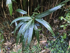 Ardisia crispa