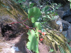 Begonia sutherlandii