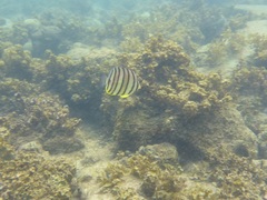 Chaetodon octofasciatus