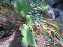Begonia sutherlandii