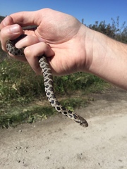 Pantherophis ramspotti