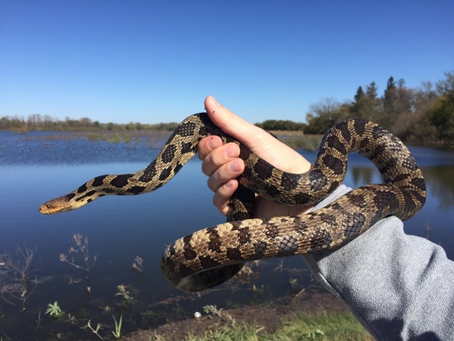 Western Foxsnake