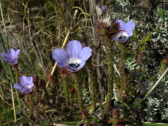 Roella triflora