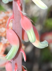 Gasteria disticha