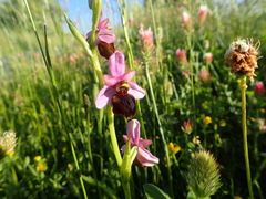 Ophrys sphegodes aveyronensis