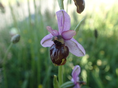 Ophrys sphegodes aveyronensis