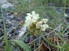 Prunella laciniata