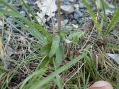 Prunella laciniata