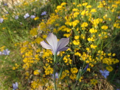 Linum narbonense