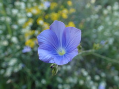 Linum narbonense