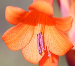 Watsonia aletroides