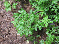 Vaccinium angustifolium image