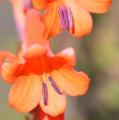 Watsonia aletroides