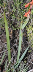 Watsonia aletroides